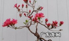 映山红盆景养护技巧 映山红盆景养护方法