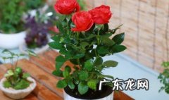 盆栽玫瑰老桩多久开花 盆栽玫瑰老桩多久开花结果