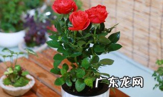 盆栽玫瑰老桩多久开花 盆栽玫瑰老桩多久开花结果