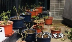 月季换盆后如何养护 月季换盆后如何养护视频