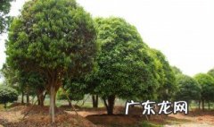 桂花树什么季节栽树成活率高 桂花树什么季节栽树成活率高一些