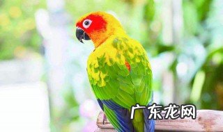 鹦鹉漆怎么喷效果好看 鹦鹉漆怎么喷效果好