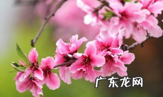 桃花什么是什么季节开花 桃花什么是什么季节开