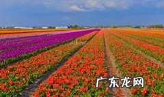 郁金香室外在什么季节种 室外种植郁金香什么季节种植