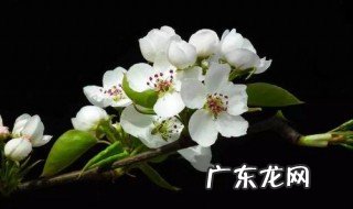 新鲜梨花可以做什么吃 新鲜梨花可以做什么