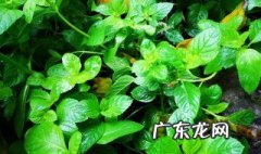 薄荷是什么季节才有的 薄荷是什么季节才有的呢