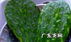 吃鸡卡住了人下不来怎么办 吃鸡卡在仙人掌里怎么办