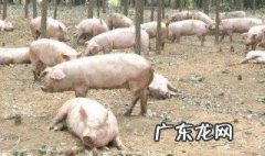 萝卜对养猪的作用与功效 萝卜对养猪的作用