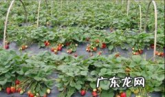 三月份牛奶草莓是反季节的吗为什么 三月份牛奶草莓是反季节的吗