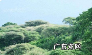 为什么热带雨林只有两个季节 为什么热带雨林多雨