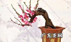 梅花开花前能换盆吗 梅花开花前能换盆吗