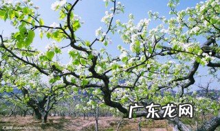 梨树开花下雨怎么办 梨树盛花期阴雨天气怎么办