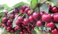樱桃树开花后修剪 樱桃树开花能修剪吗