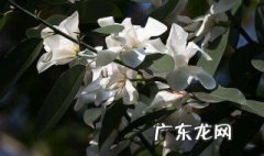 开花时有叶子的玉兰 哪种玉兰开花时有叶子