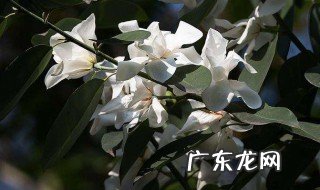 开花时有叶子的玉兰 哪种玉兰开花时有叶子