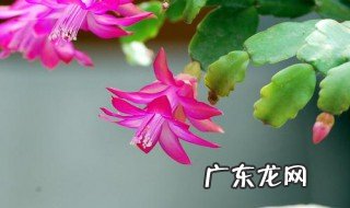 蟹爪兰在仙人掌上扦插的季节和温度 蟹爪兰在仙人掌上怎么嫁接