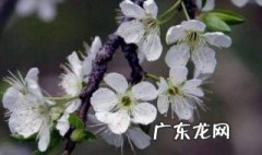 梅花开始长叶子了 梅花出叶了还开花吗