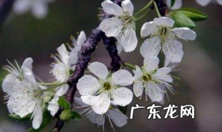 梅花开始长叶子了 梅花出叶了还开花吗