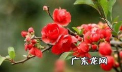 海棠花只开花不结果怎么回事 海棠花只开花不结果