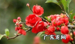 海棠花只开花不结果怎么回事 海棠花只开花不结果