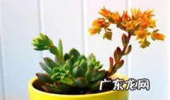 哪些多肉春季开花了 哪些多肉春季开花