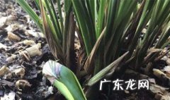 兔耳兰开花是什么样的 兔耳兰开花什么样子