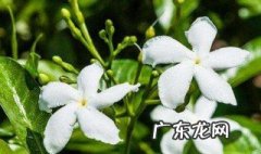 风车茉莉能开几个月的花 风车茉莉养几年开花