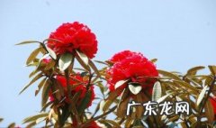 马樱花移栽后开花吗 马樱花移栽几年能开花