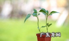 蟹爪兰套塑料袋如何开花 蟹爪兰用塑料袋罩多少时间开花