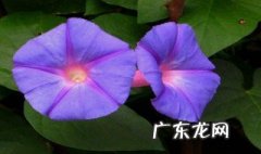 喇叭花几月开花哪个季节 喇叭花几月几日开花