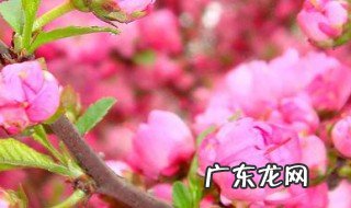 红妃樱桃开花几月 红妃樱桃什么时候成熟