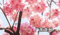 桃花杏花梨花哪个先开放 桃花梨花杏花什么季节开