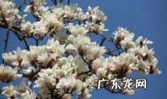 白玉兰如何修剪成伞状 白玉兰如何修剪
