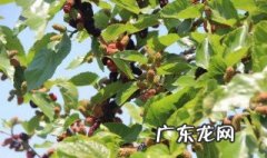 采摘桑果一般是什么季节 桑果采摘时间