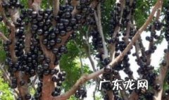 加多宝果树多少年结果 加多宝果什么月开花