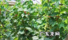 葡萄只长叶不结果 葡萄只长叶子不结果