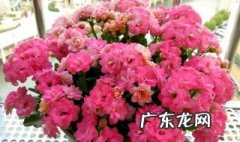 长寿花什么季节可以叶插 长寿花什么时候叶插最好