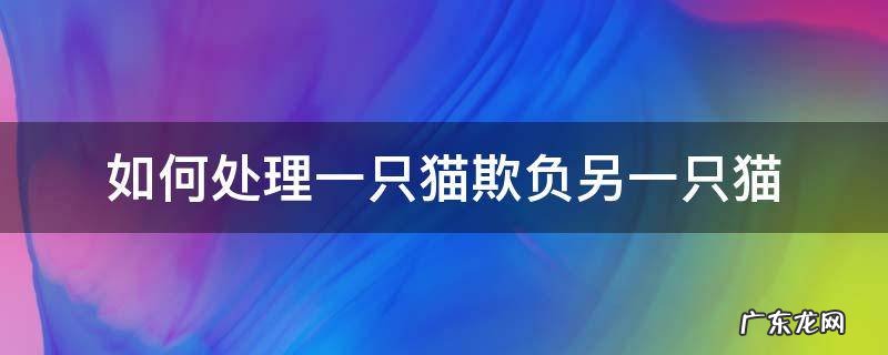 如何处理一只猫欺负另一只猫 一只猫欺负另一只怎么办