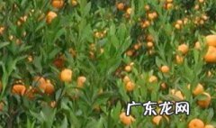 石灰对柑桔的作用和功效 石灰对柑桔的作用和功效禁忌
