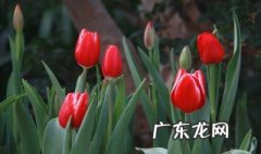 郁金香几点几分开花 郁金香几点几分开花啊