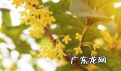 新栽的桂花树多久开花 新栽的桂花树几年开花