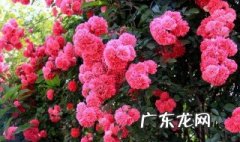 玫瑰花老桩好不好 玫瑰花老桩会开花吗