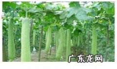 丝瓜的种植方法和时间 丝瓜什么时候种