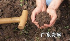腐殖土能直接养花吗 腐殖土可以直接种花吗