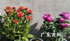 菊花开花了能移栽吗 菊花开花了能移栽吗冬天