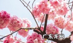 桃花和杏花的开花时间 桃花和杏花是一个季节开吗