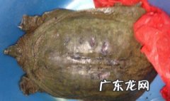 怎样钓甲鱼最有效的方法 怎样钓甲鱼最有效