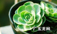 温度对花卉生长发育的影响表现在哪些方面? 温度对花卉起什么作用