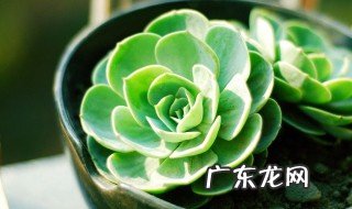 温度对花卉生长发育的影响表现在哪些方面? 温度对花卉起什么作用