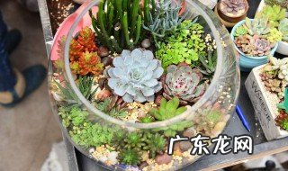 最好养的多肉开花盆栽 哪种多肉开花好看